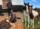 Miracle foals born from mothers found emaciated in Bristol barn