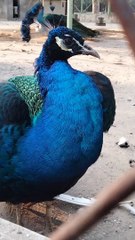 Peacock  Bird Video By Kingdom of Awais