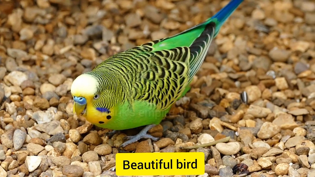 Funny animals
