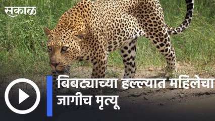 Sangamner | संगमनेरमध्ये बिबट्याच्या हल्ल्यात महिलेचा मृत्यू | Sakal |