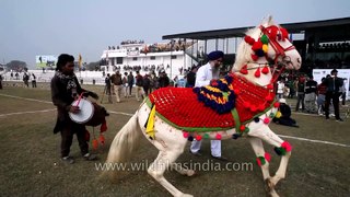 Horse dancing to the rhythm of dhol Only in India