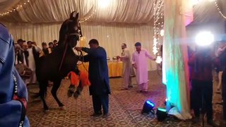 Amazing Horse Dance with Dhool in Pakistan  Mehndi Function in