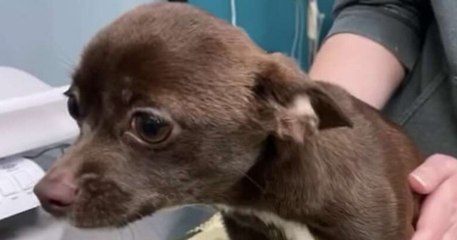 Un passant et son chien secourent un chihuahua enfermé dans un sac imbibé d'urine
