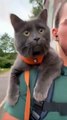 Adventure cat going on hikes and bike rides with owner getting ready for camping trips
