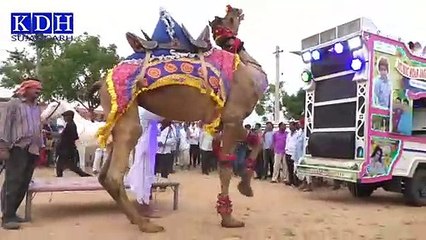 ऊंट और घोड़े का डांस कॉम्पिटिशन __Camel Dance & Horse Dance  __ KDH