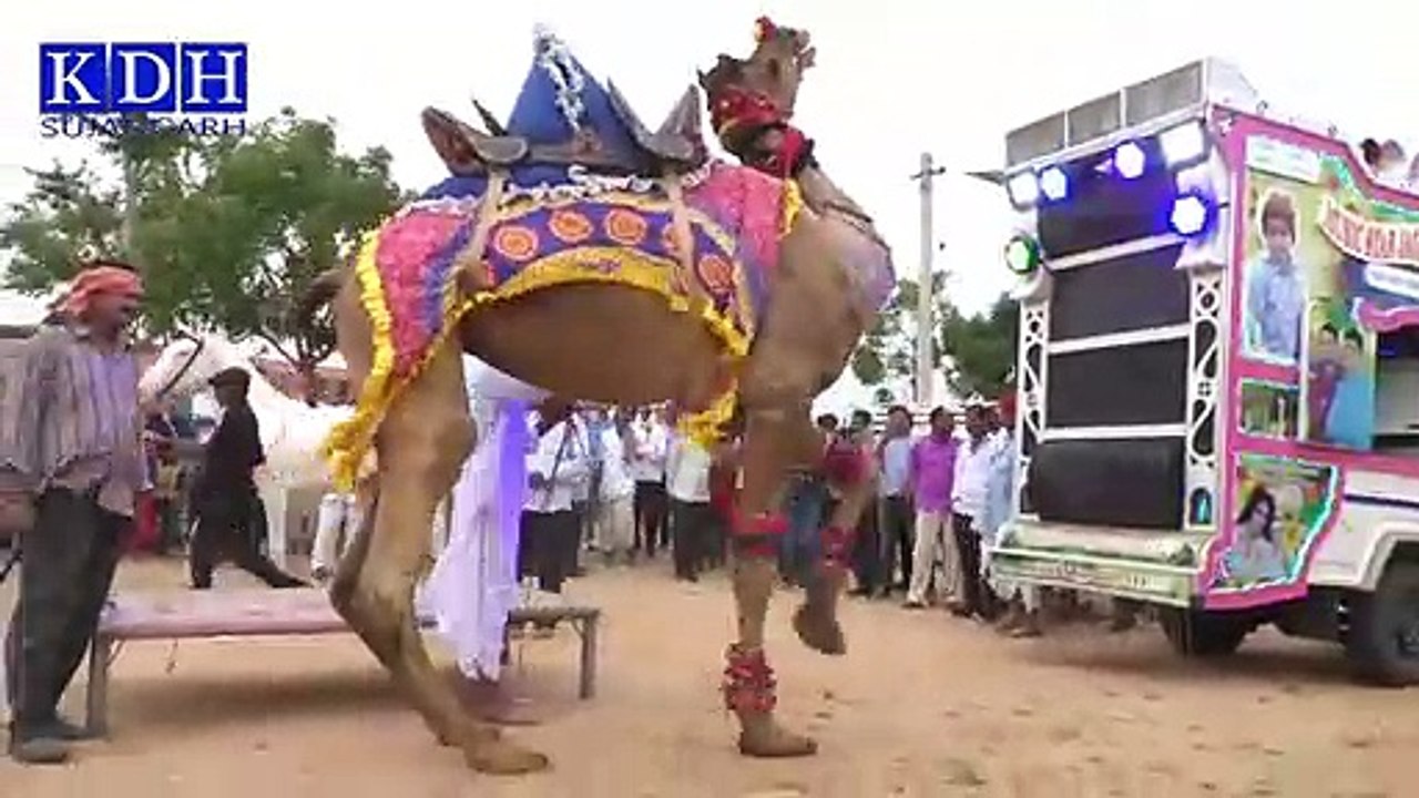ऊंट और घोड़े का डांस कॉम्पिटिशन __Camel Dance & Horse Dance  __ KDH