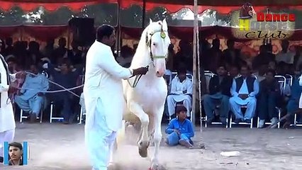 Horse dance with dhol in Pakistan (Part #3) 2019 - Lovely Ghora Dance