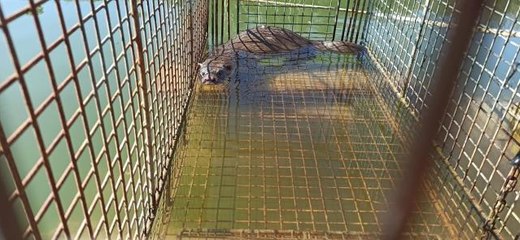 Üretim çiftliğinde balıkları yiyen su samuru, kapanla yakalandı