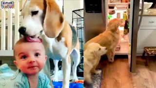 Fun Video For Kids | Enjoy With Your Pets | Learn From Their Cuteness | Funny Pet Dogs
