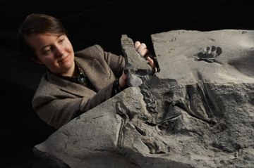 World’s largest Jurassic pterosaur unearthed on Scottish island