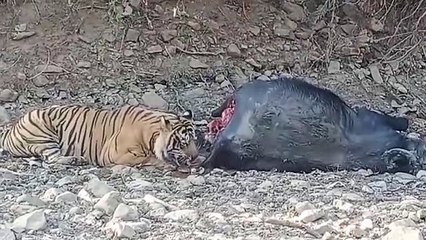 बाघ ने किया भैंस का शिकार