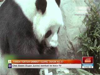 Panda tertua sambut ulang tahun ke-37