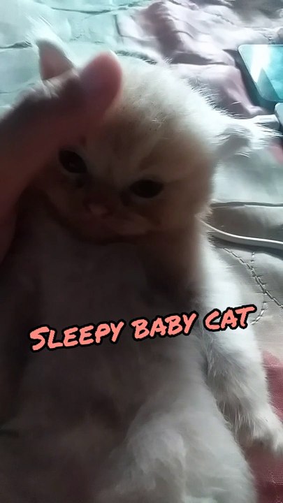 Cute Baby Cat