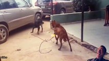 funny animals fight , cute fight funny videos, follow me for more interesting video