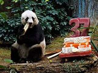 Hong Kong giant panda Jia Jia becomes oldest ever in captivity