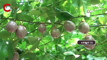 Bir fidanı 10 yıl meyve veriyor, kilosu 100 TL’den satılıyor