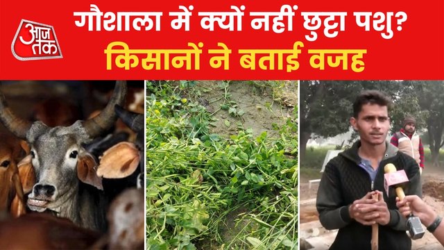 Farmers helpless as stray animals damage crops!