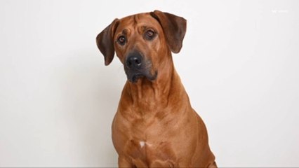Selon une étude, les chiens reconnaissent leurs maîtres au son de leur voix