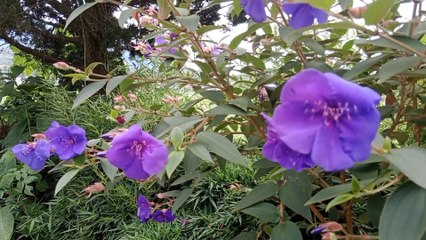 Candi Arjuna Dieng Wonosobo