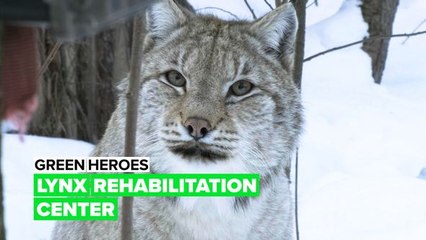 Saving wild cats from from their biggest threat... people