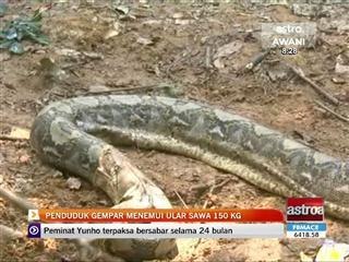 Penduduk gempar menemui ular sawa 150 kg