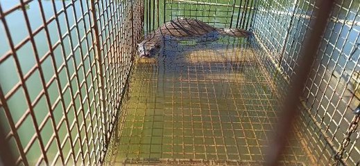 ÇİFTLİKTEKİ BALIKLARI YİYEN SU SAMURU, KAPANLA YAKALANIP DOĞAYA SALINDI