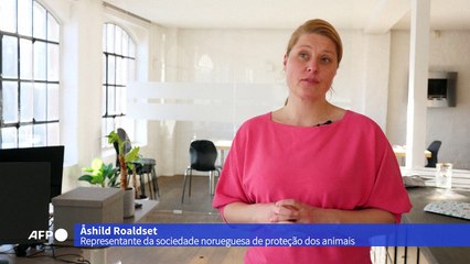 Noruega proíbe criação de duas raças de cães