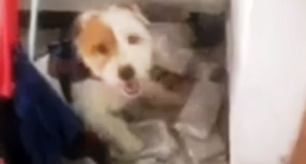 Genova, 8 chili di droga e 12mila euro sequestrati a spacciatore “chic” (22.02.22)