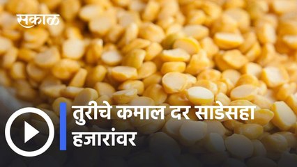 Toor Arrival वाढतेय, Rate च काय?