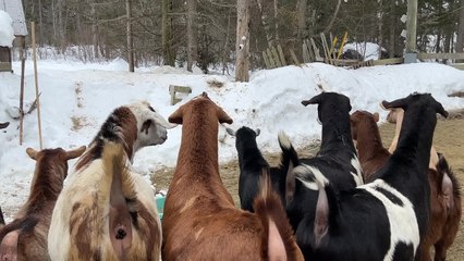 Goats Are Afraid of an Adorable Visitor