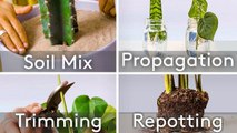 6 Key Skills For Houseplant Care, From Propagation To Repotting