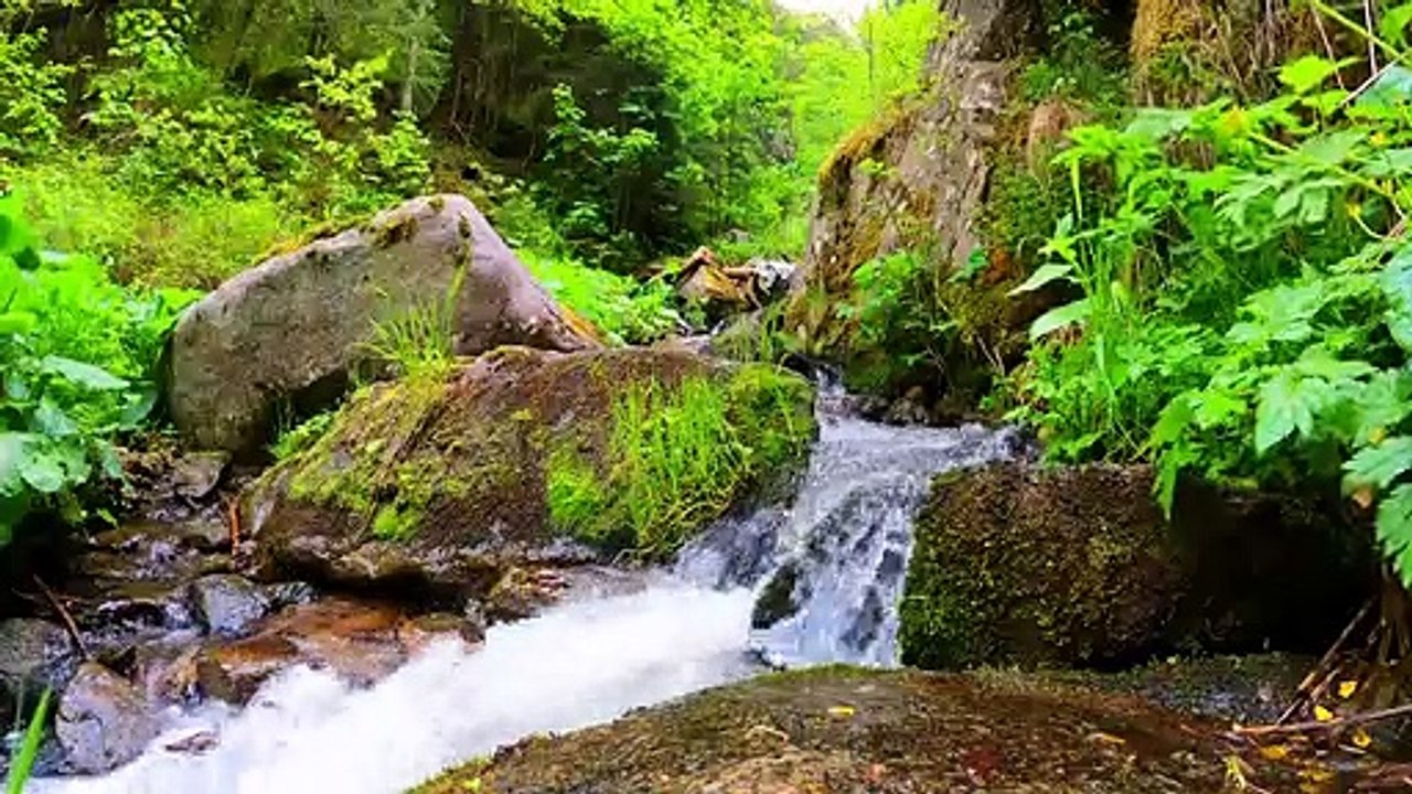 Nature video, relaxing video