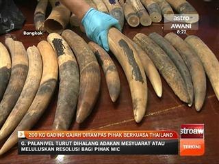 200kg gading gajah dirampas pihak berkuasa Thailand