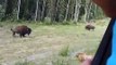 Ce chien cherche les embrouilles à un bison... mauvaise idée