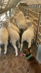 Brown and Tan Kelpie Separates Sheep in Laneway
