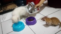 Kucing qu sayang(my cats)