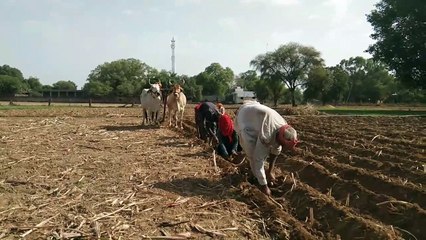 पहली बार अलग से पेश होगा कृषि बजट