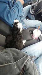 Australian Shepherd Puppy is Protective of Mom