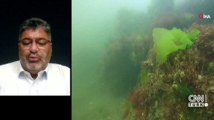 Deniz salyası geri mi dönüyor?