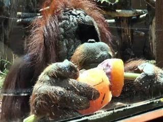 Vegetable ice cream? A heatwave treat for Rome's zoo animals
