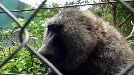 A Lwiro, une oasis pour sauver des animaux traumatisés de l'est de la RDC