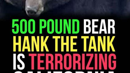 Don't Let Them Pull a Harambe on Hank The Tank