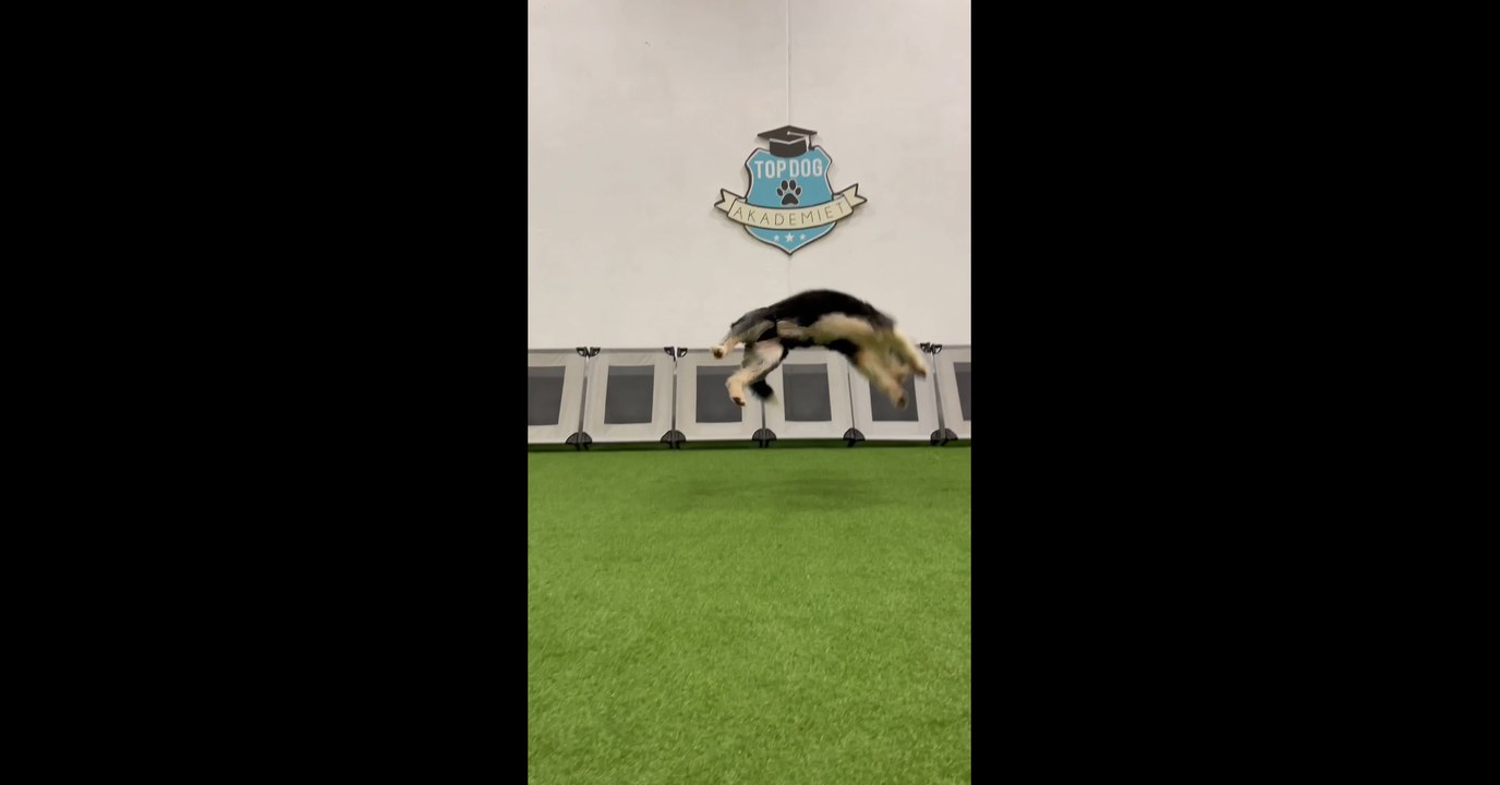 Border Collie Does Tricks
