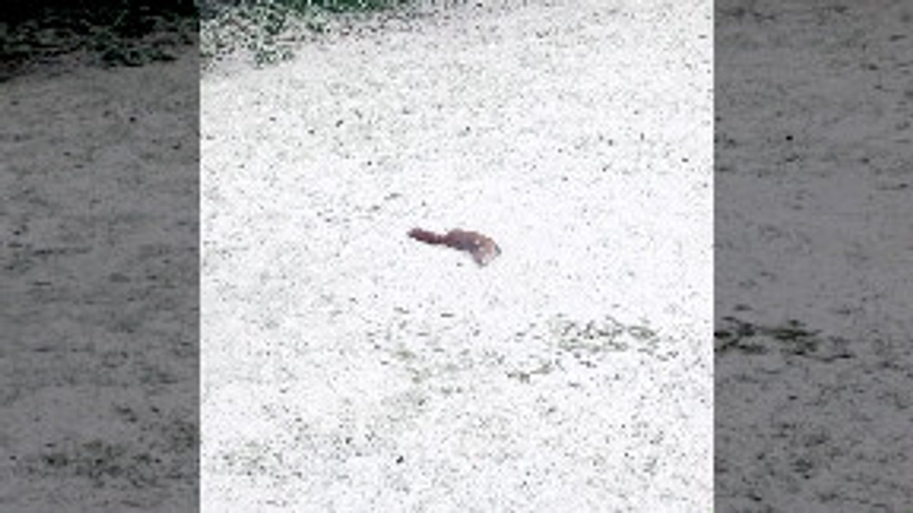Fox Plays in the Snow