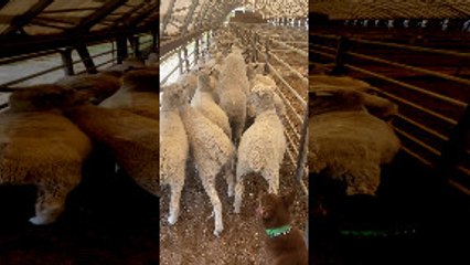 Brown and Tan Kelpie Separates Sheep in Laneway