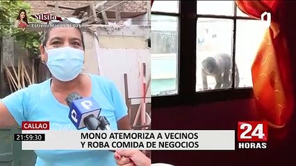Callao: vecinos piden ayuda a Serfor para capturar a mono