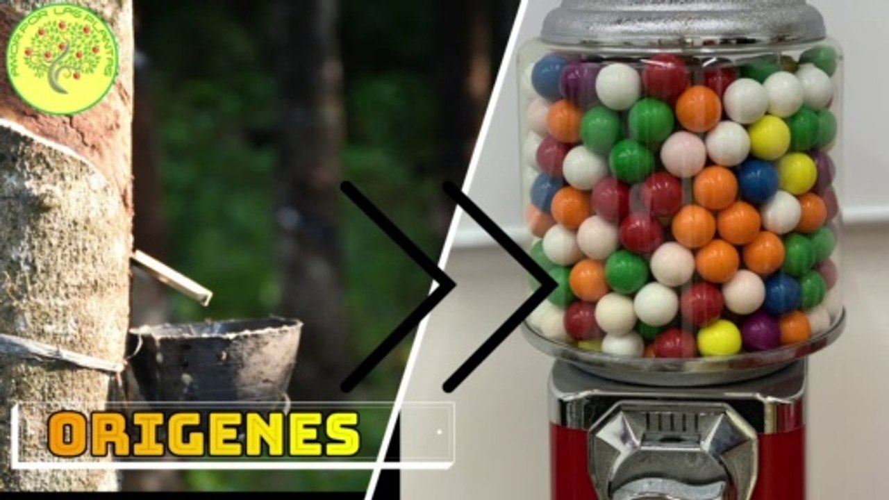 El origen del chile  Manilkara zapota1