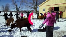 شاهد: حصة يوغا في برد كندا القارس مع حيوانات الألبكة