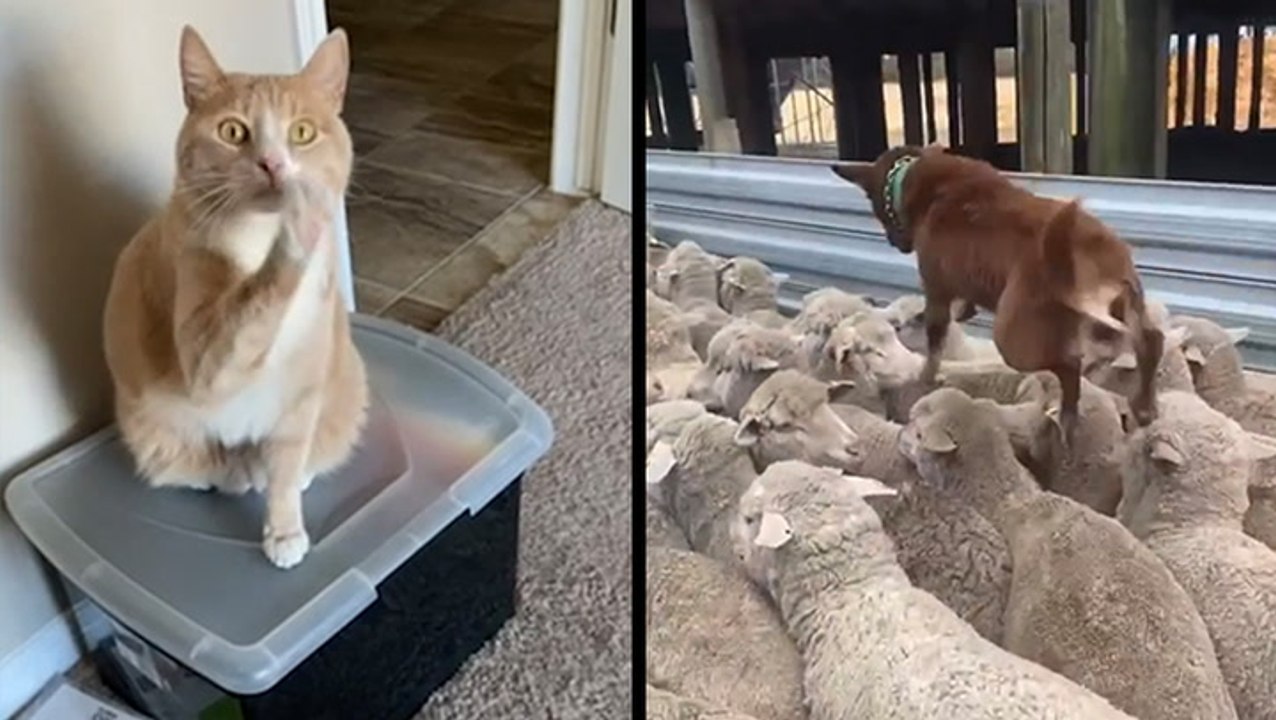 Edgar Says Hi! & Dog Gets The Herd Going