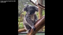 Keepers at the Australian Reptile Park wrangle animals during flood | January 17, 2020 | ACM